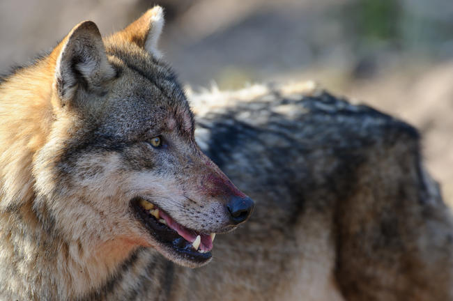 DJV pleit voor actief voorraadbeheer van wolven.