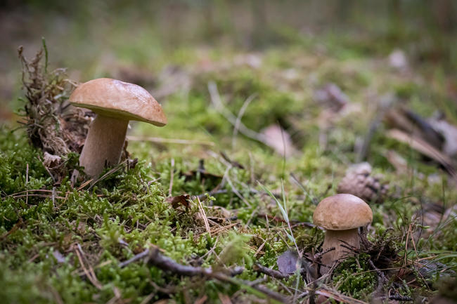 Bei Sammlern besonders beliebt: der Steinpilz.