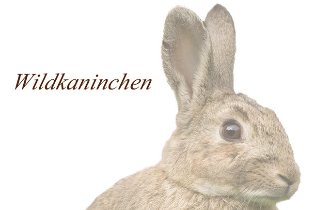 Logo Kaninchen