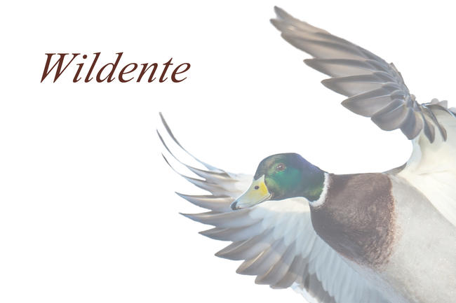 Logo Wildente