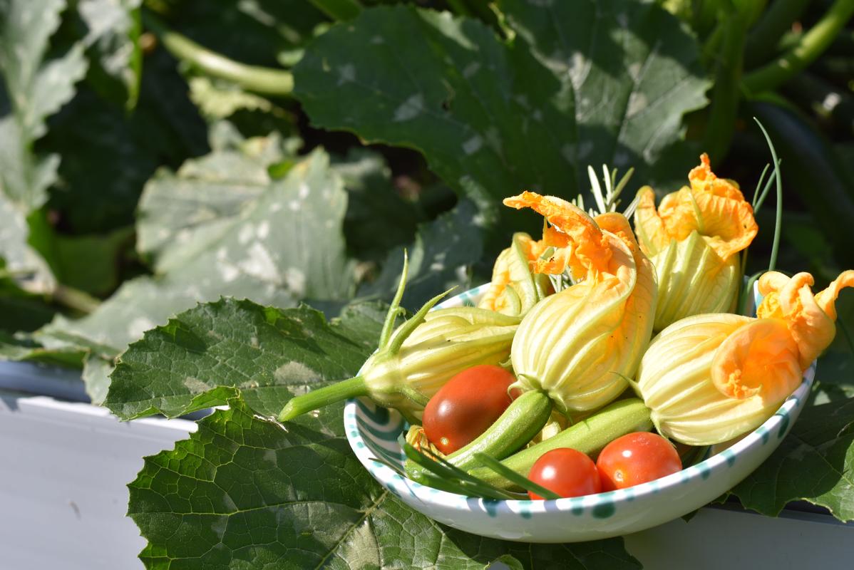 Zucchiniblüten ernten, waschen und Blütenstempel entfernen. (Quelle: Kapuhs/DJV)